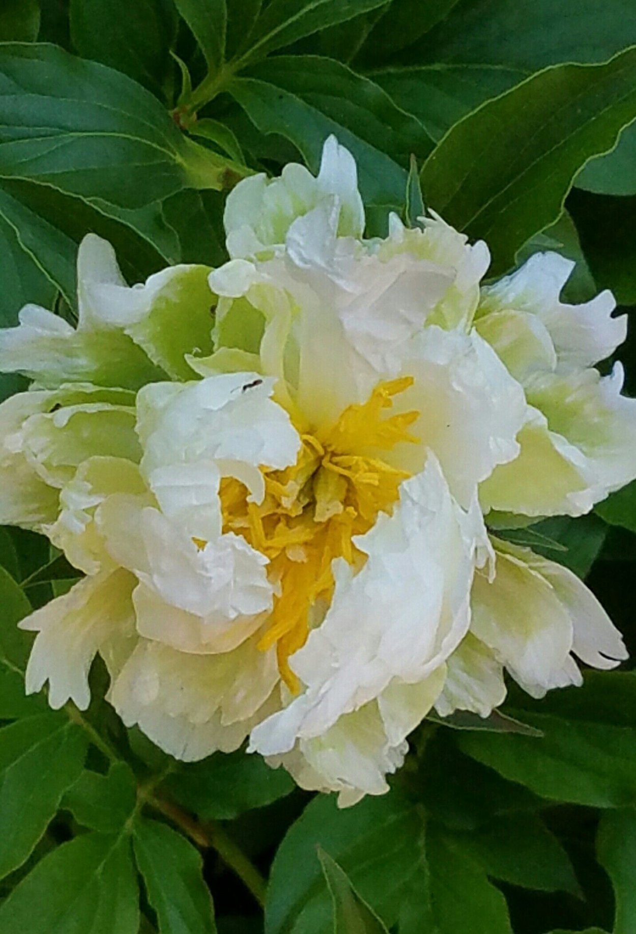 Пион Грин Хало