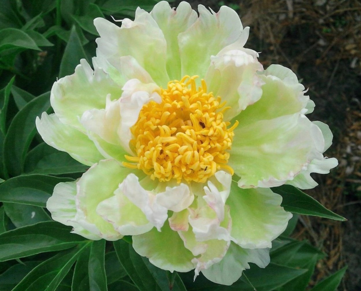 Пион травянистый Грин Лотус