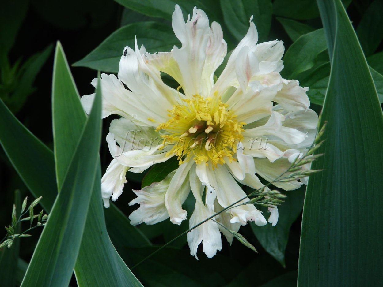 Пион Грин Лотус