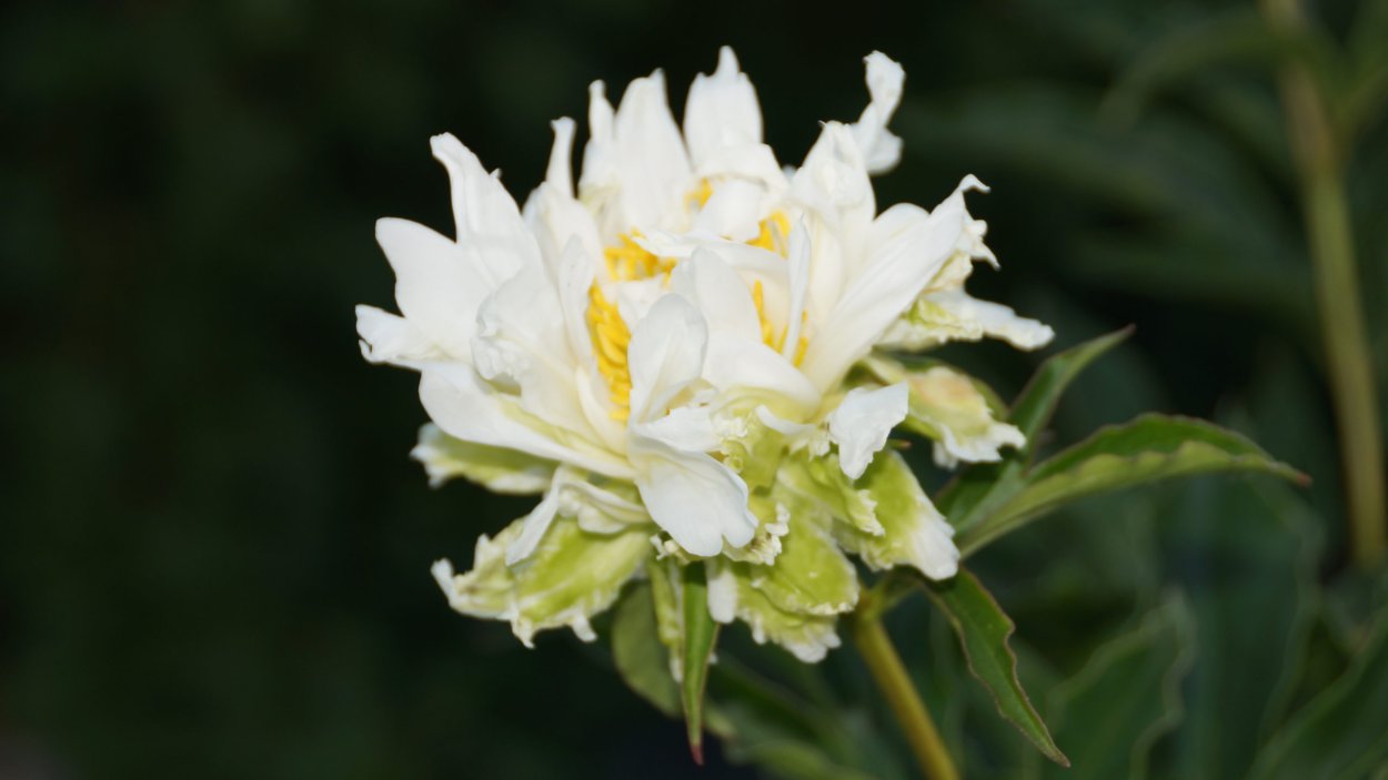 Листья и ствол пиона Грин Хало