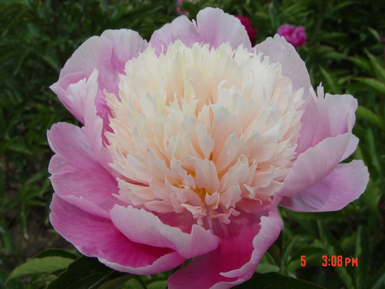 Пион Lady Liberty