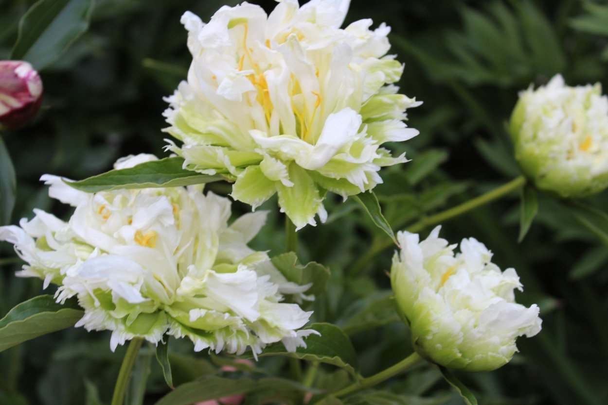 Пион Грин Лотус