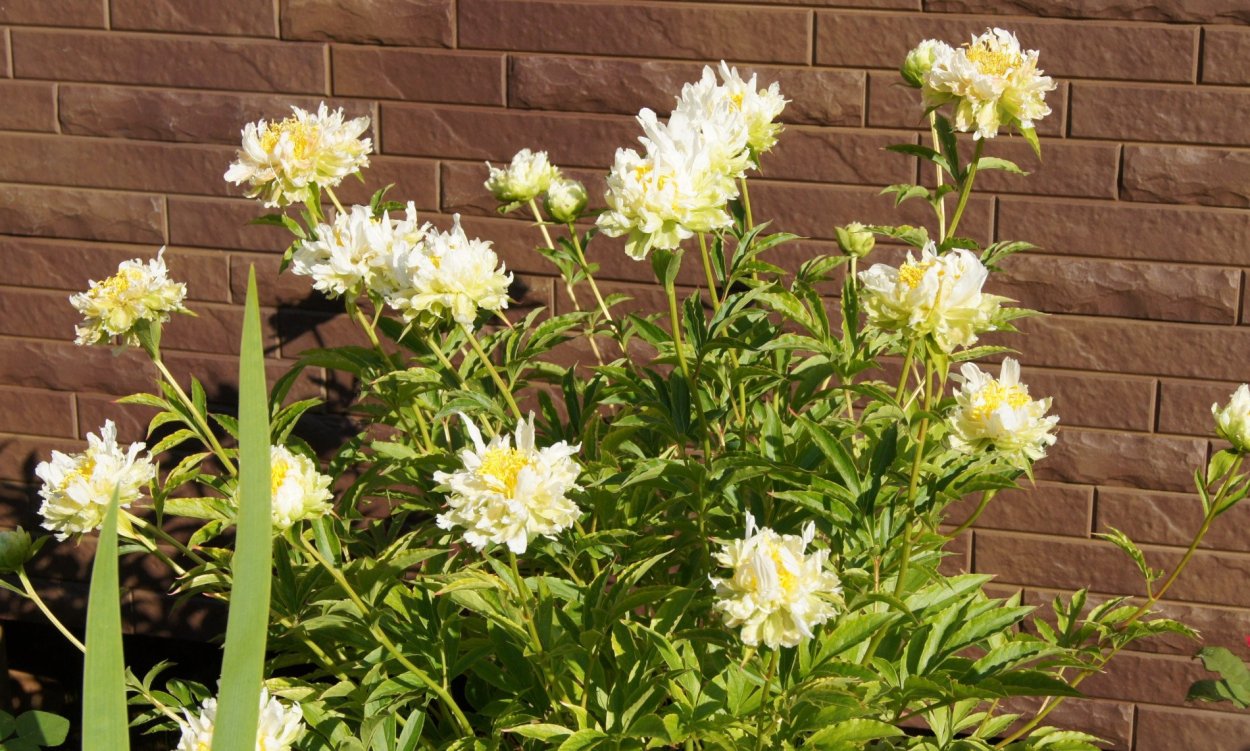 Грин Хеллоу пион