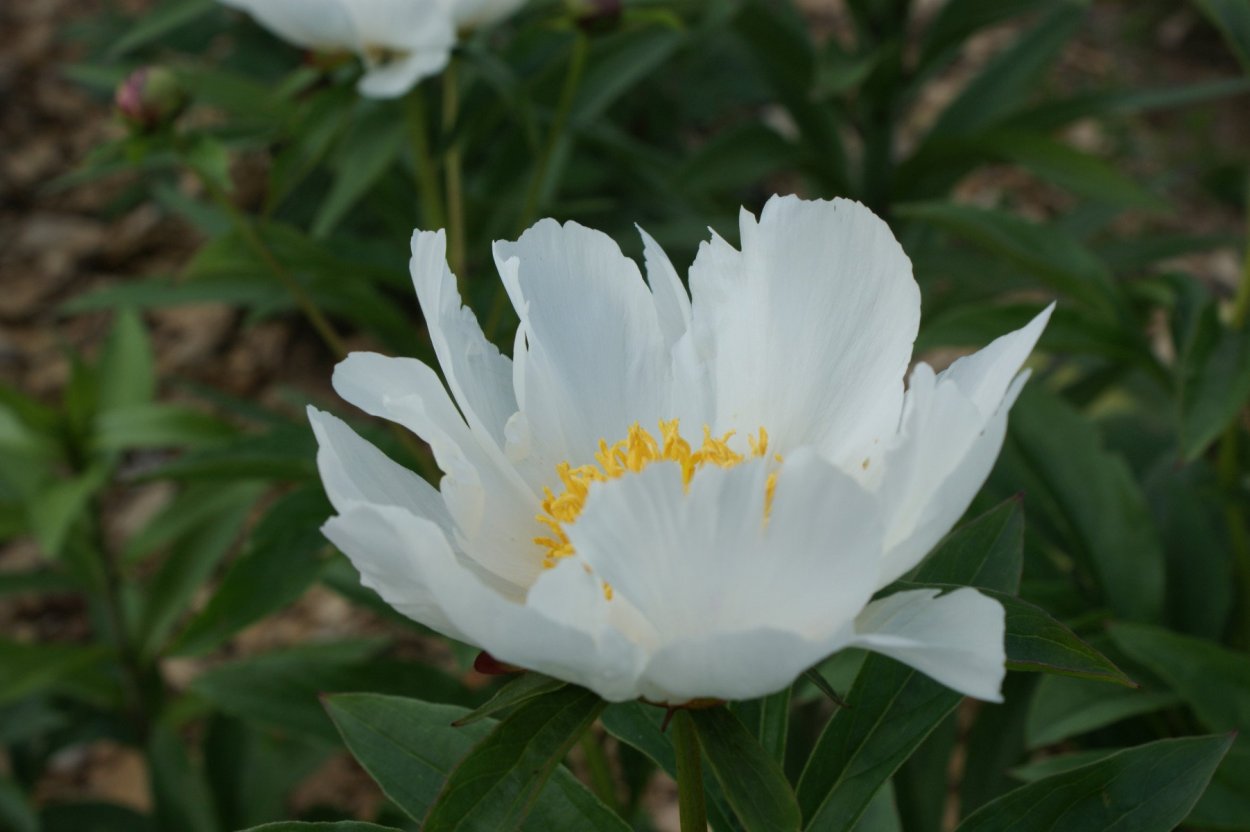 Green Monster пион