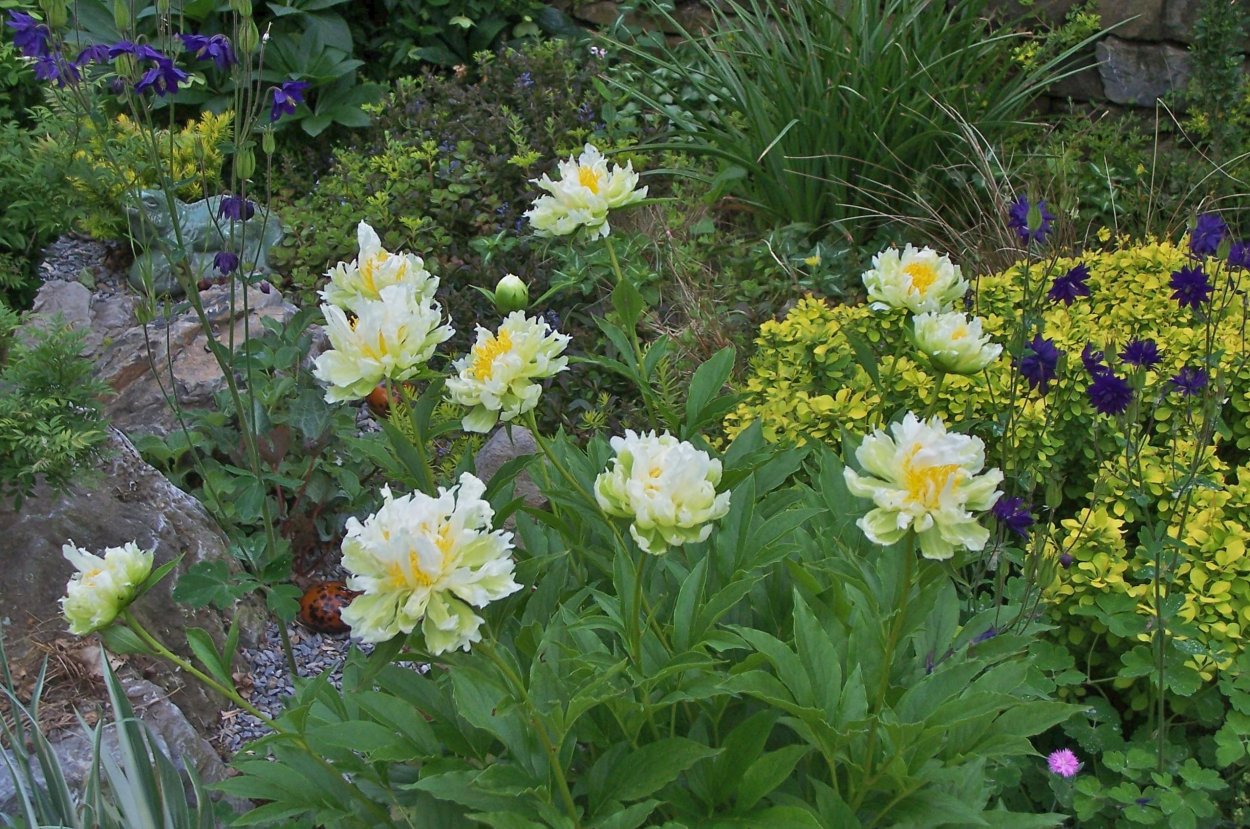 Пион Грин Хало Green Halo