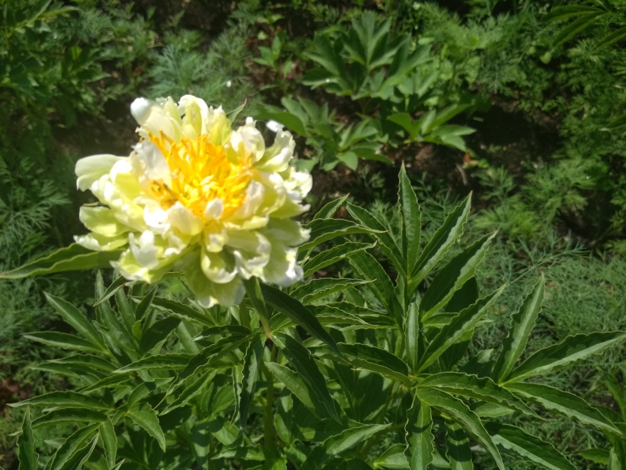 Пион Грин Хэйлоу