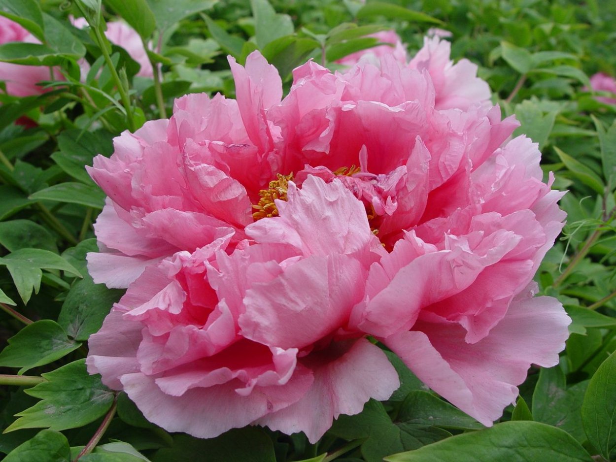 Пион древовидный Rou Fu rong