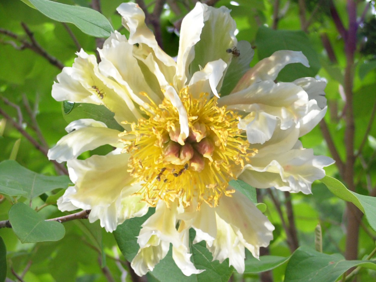 Пион Грин Лотус