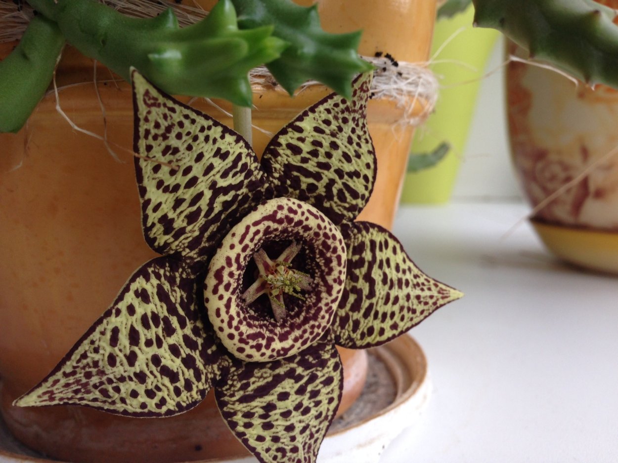 Стапелия тигровая