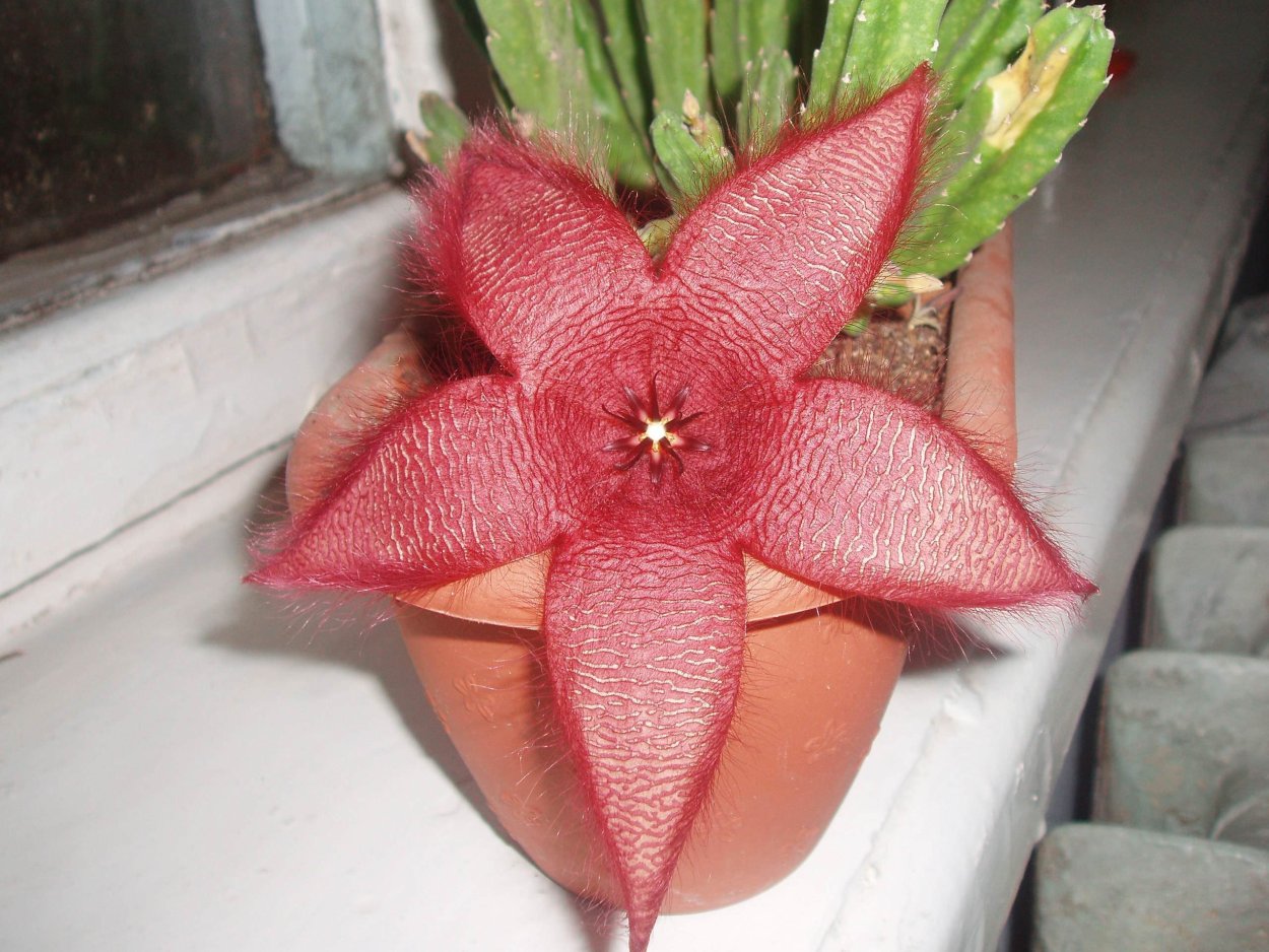 Раффлезия стапелия