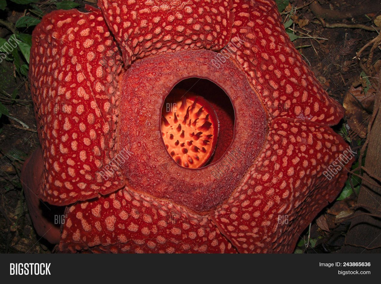 Тропический цветок с запахом тухлого мяса