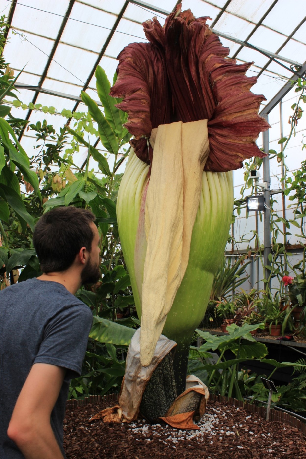 Аморфофаллус титанический клубень