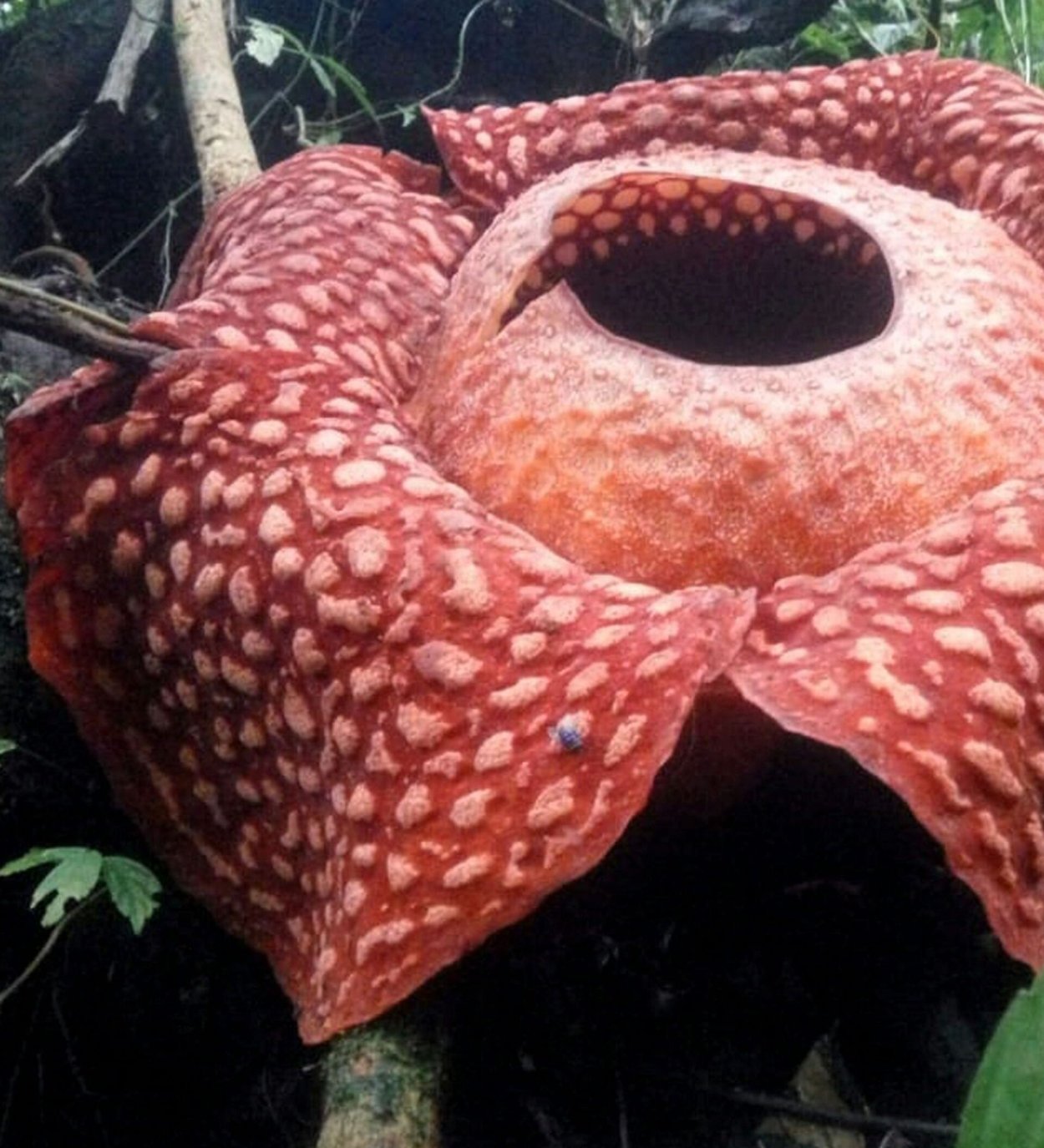 Раффлезия и Демогоргон