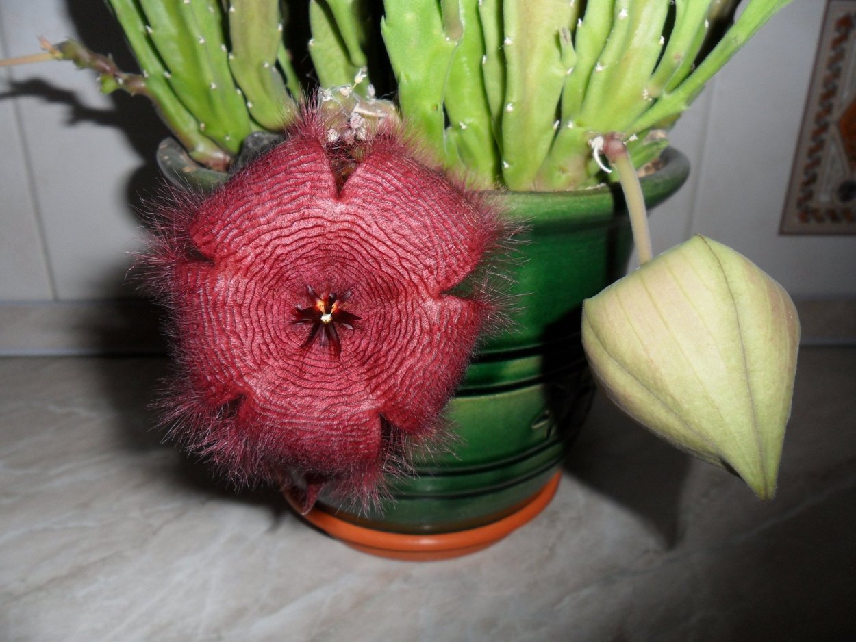 Стапелия комнатный цветок