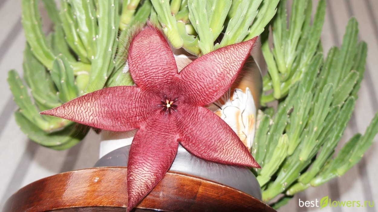 Растения стапелия лесостепей Евразии