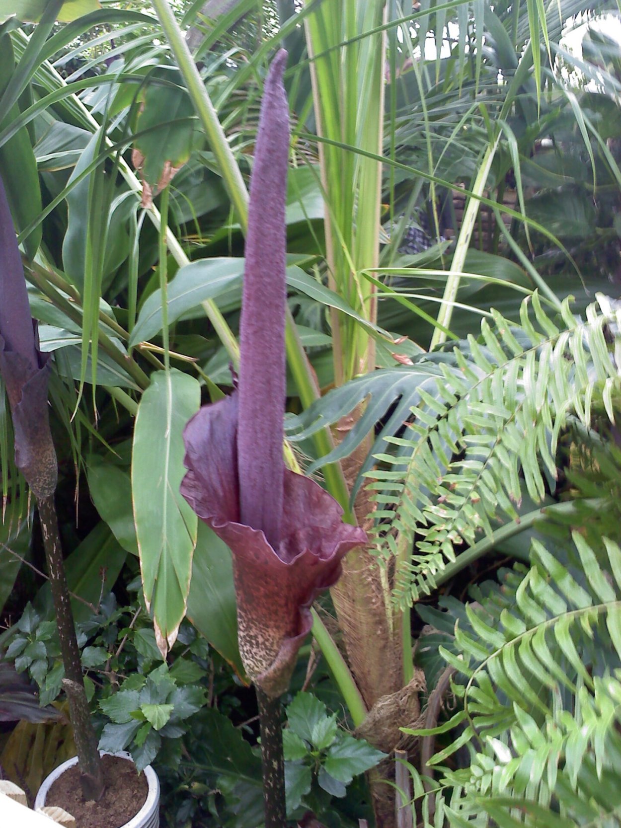 Аморфофаллус Конжак