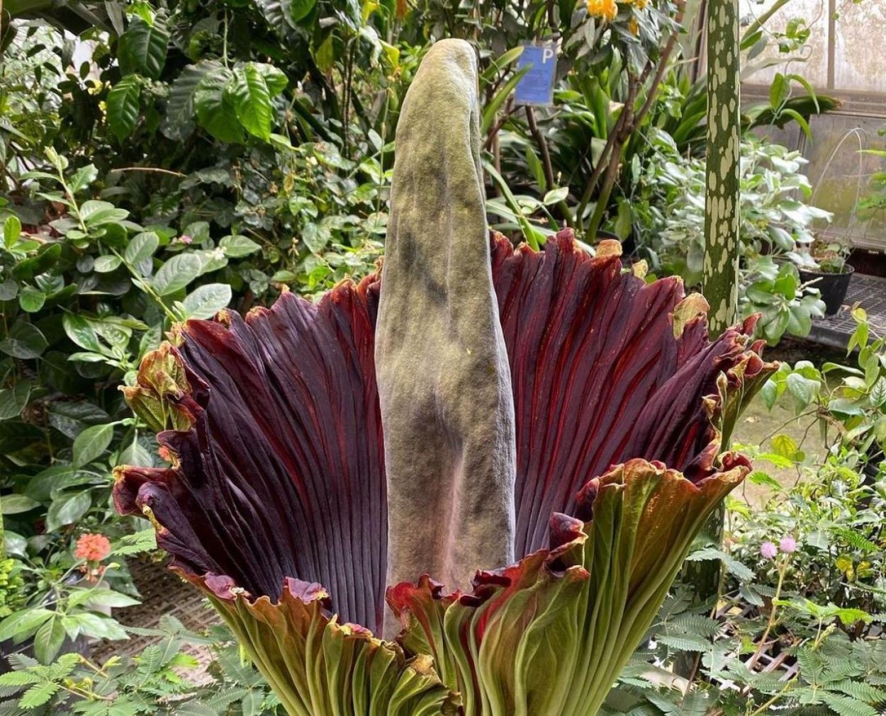 Растение которое пахнет тухлым мясом