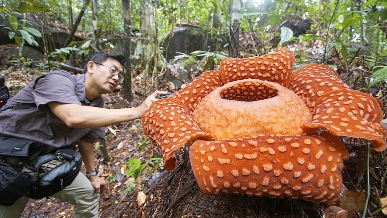 Цветок который пахнет тухлым мясом