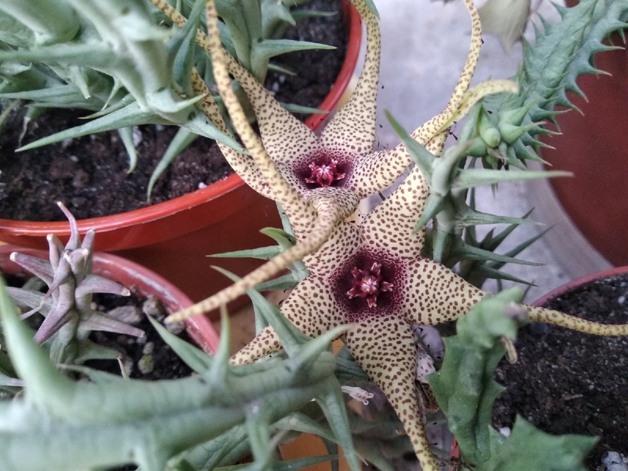 Стапелия гигантская