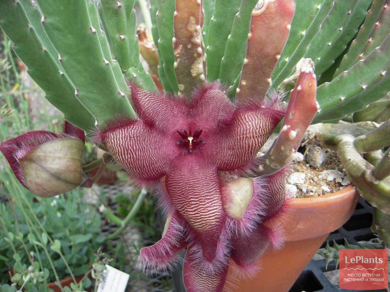 Стапелия грандифлора