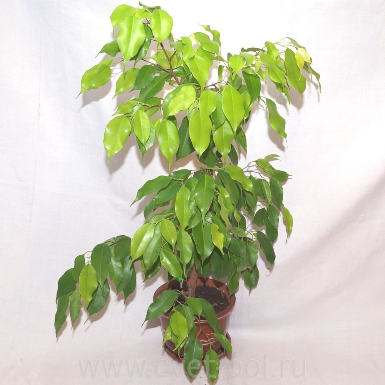 Фикус Бенджамина неон