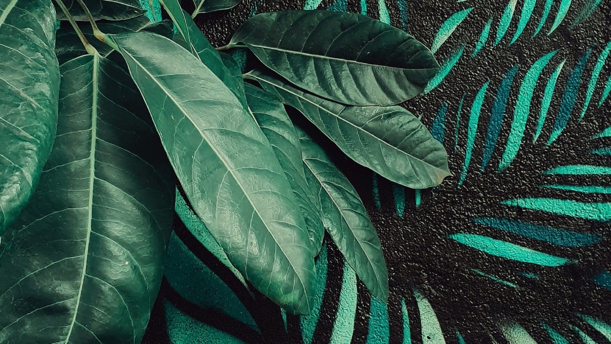 Зеленые тропические листья