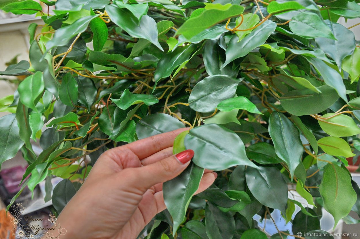 Фикус Бенджамина дерево