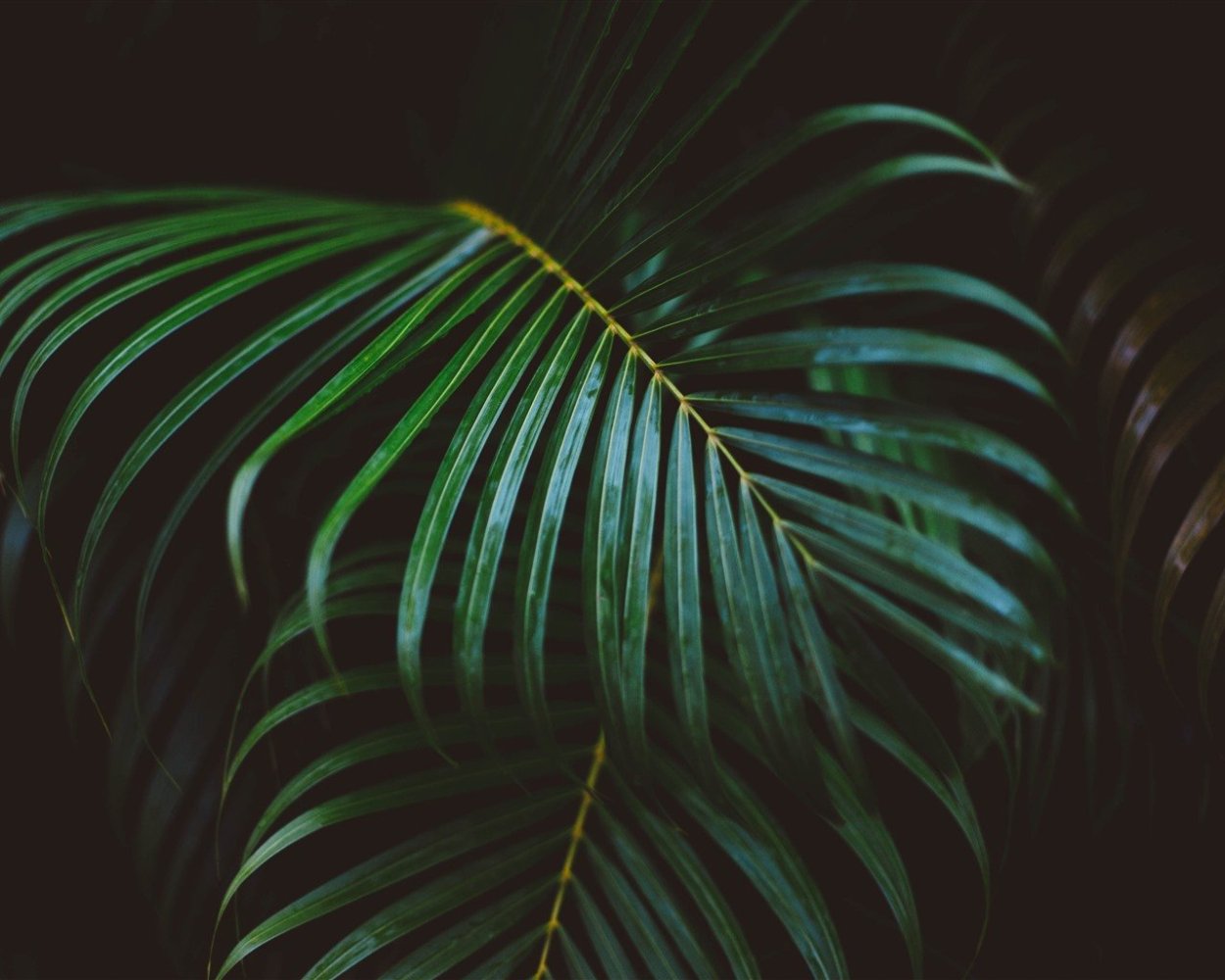 Тропические листья