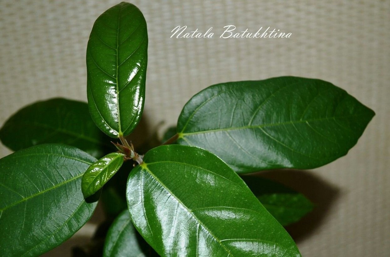 Фикус вишневидный ( Ficus cerasiformis )