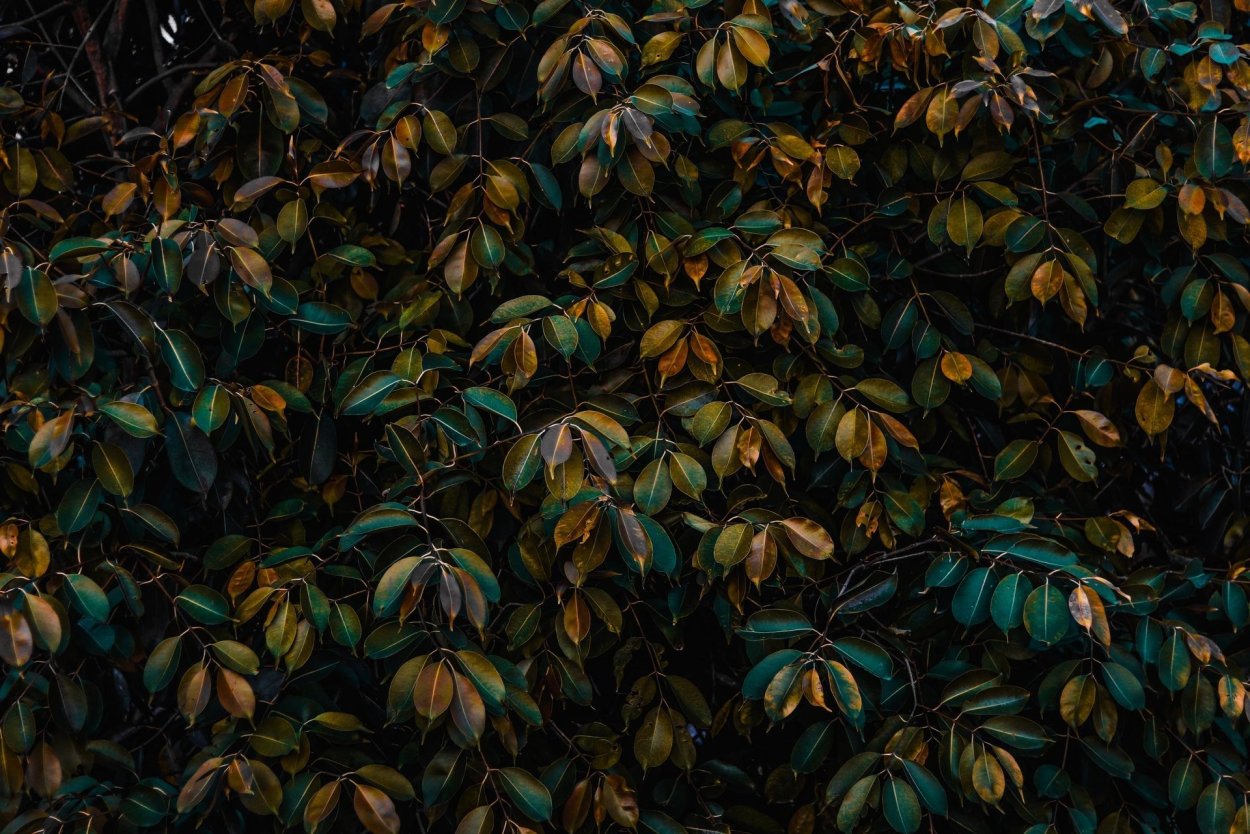 Зелёные растения