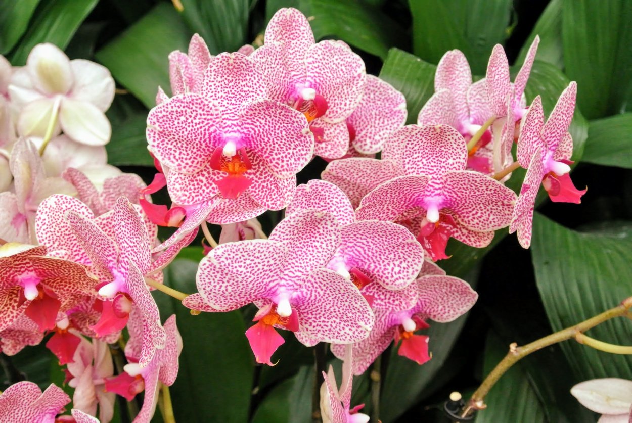 Орхидея Hsin Sesame