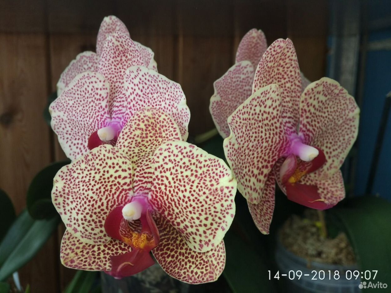 I-Hsin Sesame фаленопсис