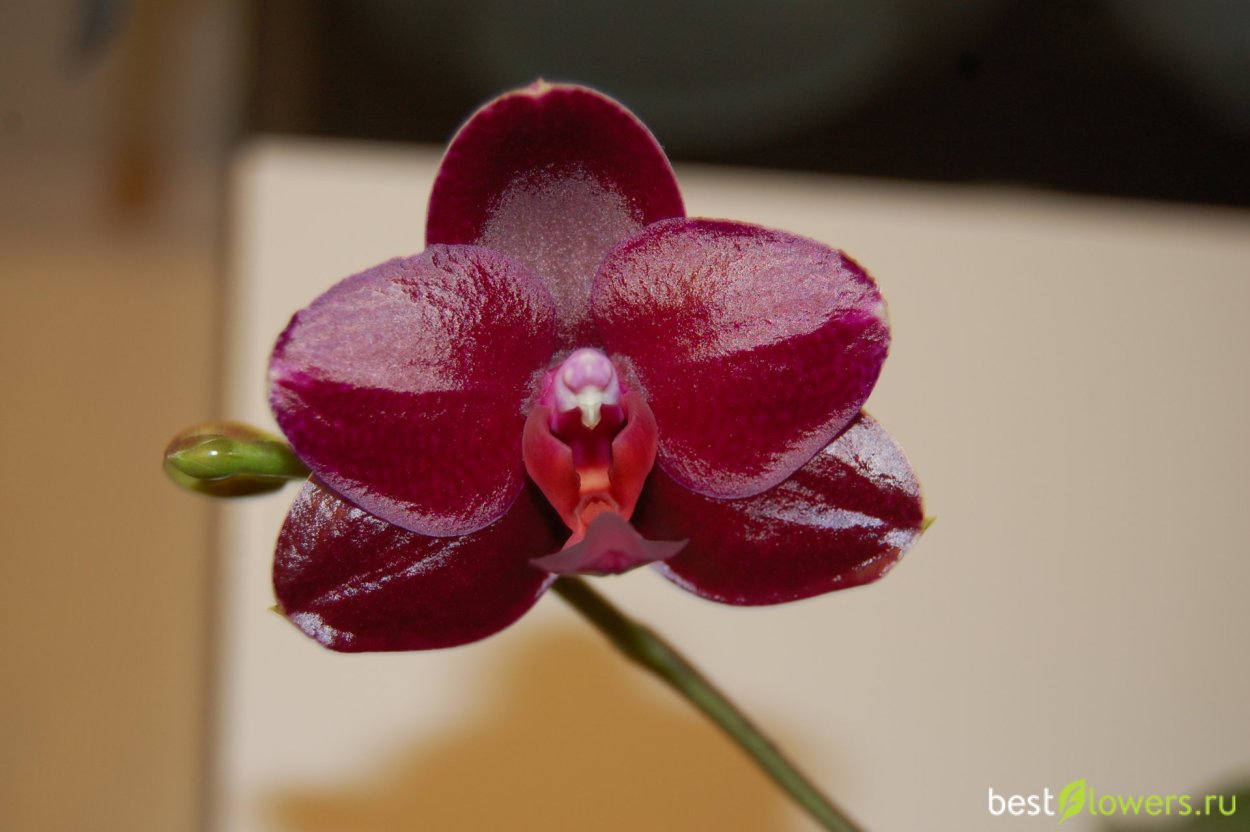 Фаленопсис Сого Роуз