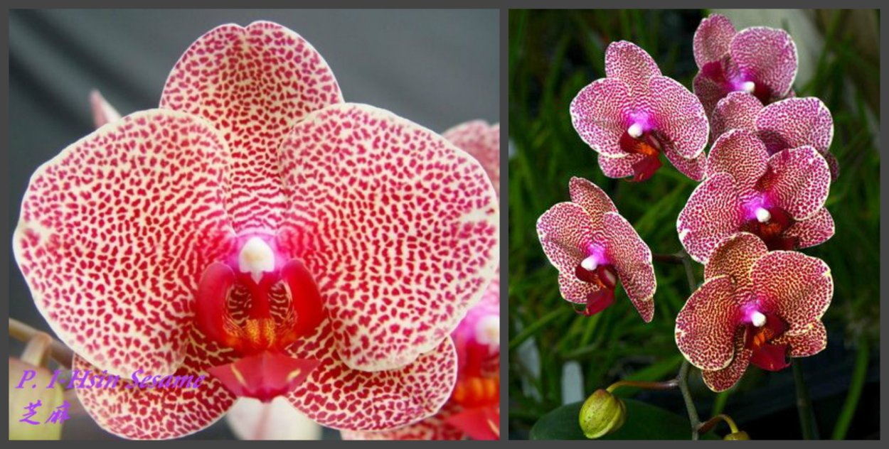 Фаленопсис Hsin Sesame