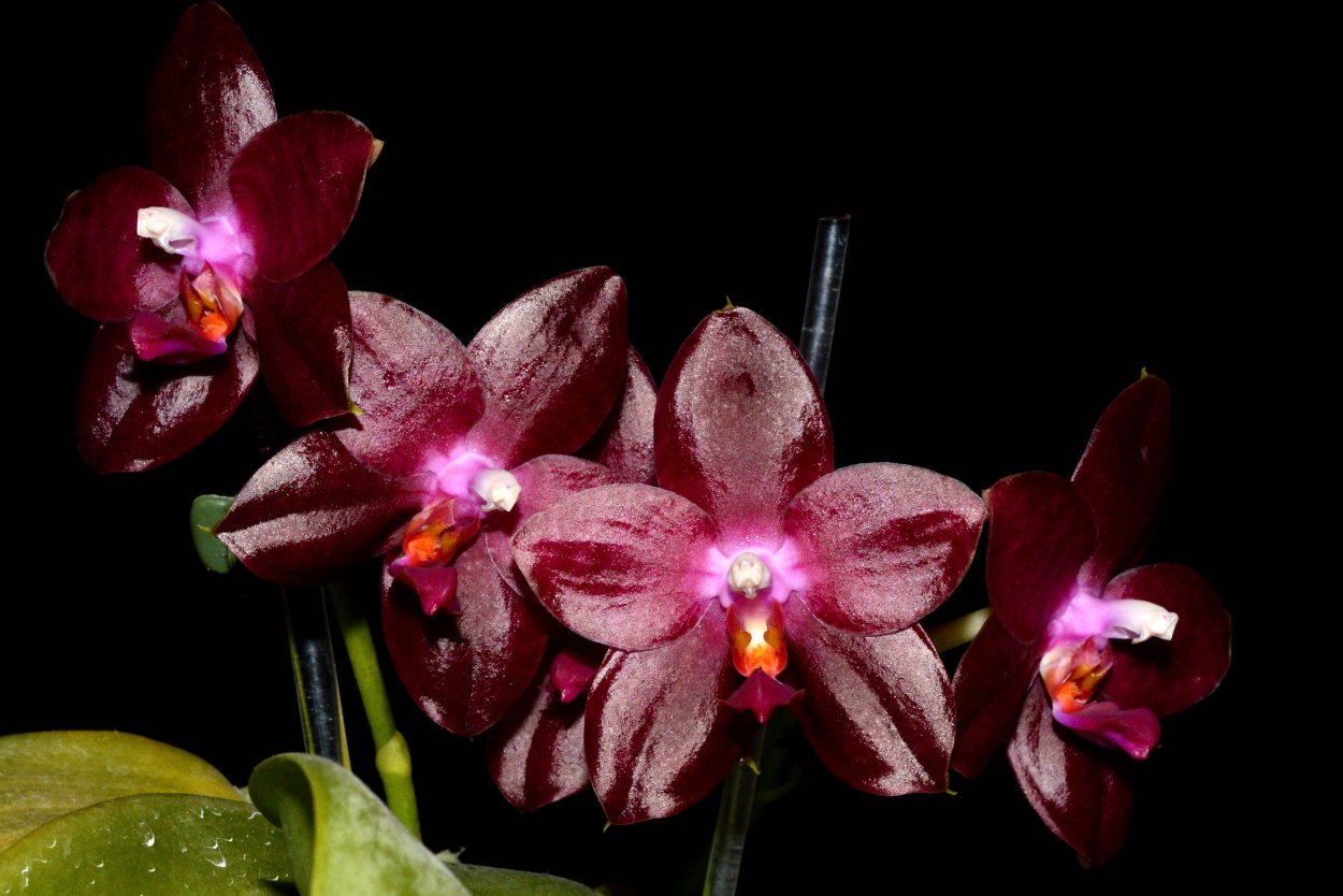 Фаленопсис Zheng min Jacaranda