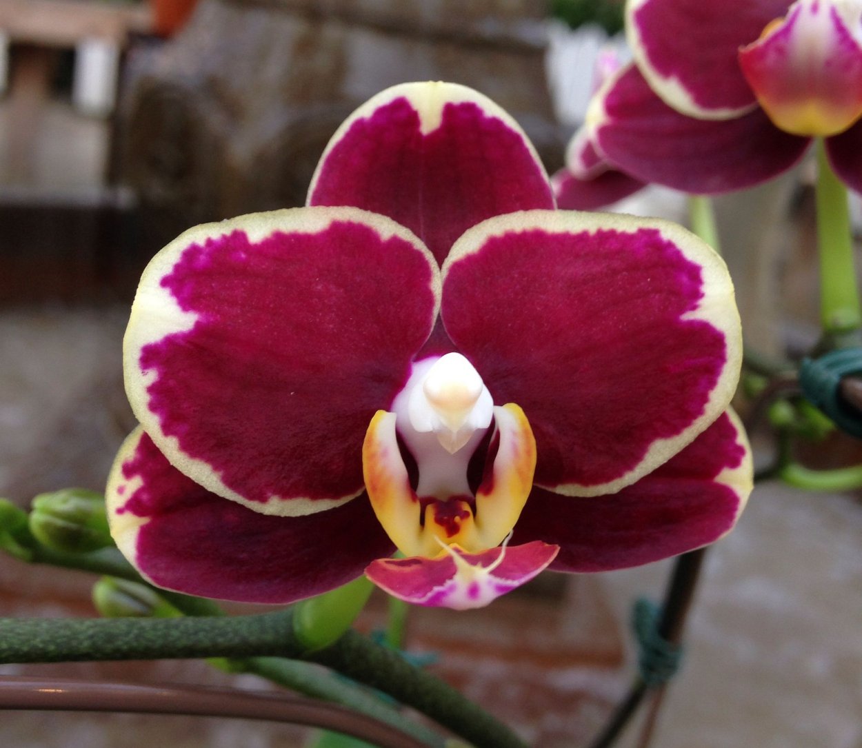 Фаленопсис Циркус