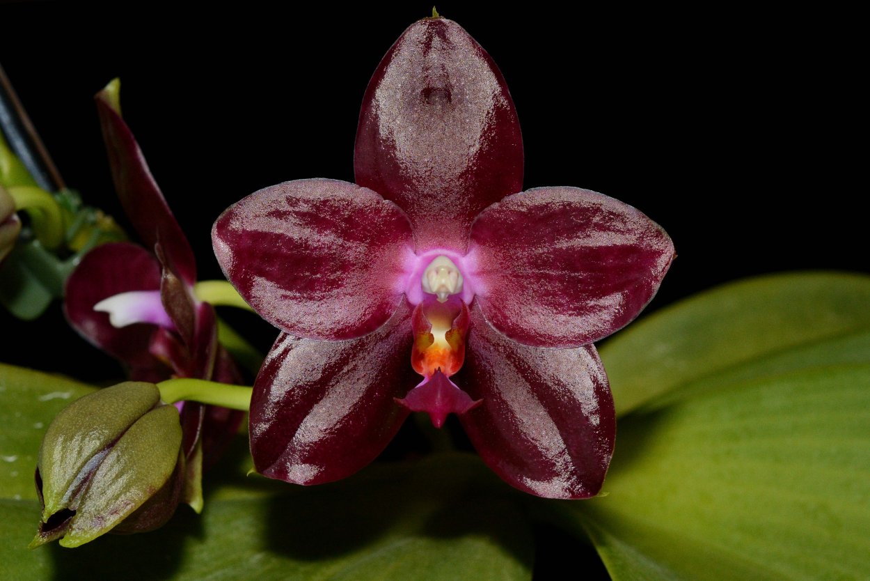 P.Zheng min Jacaranda