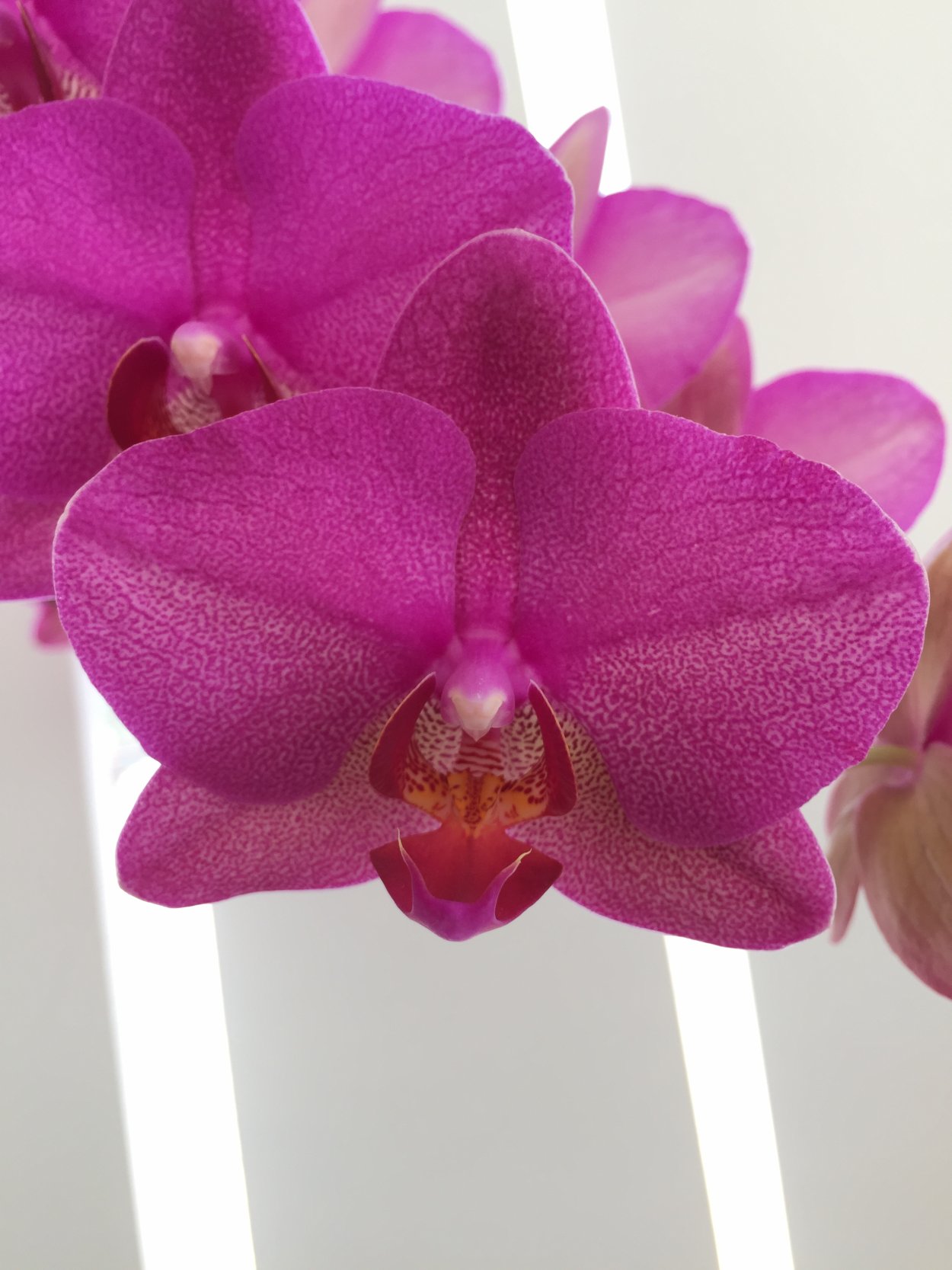 Фаленопсис Colorz