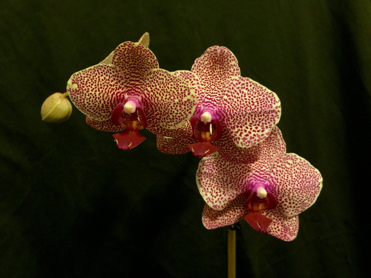 Фаленопсис ред сезам