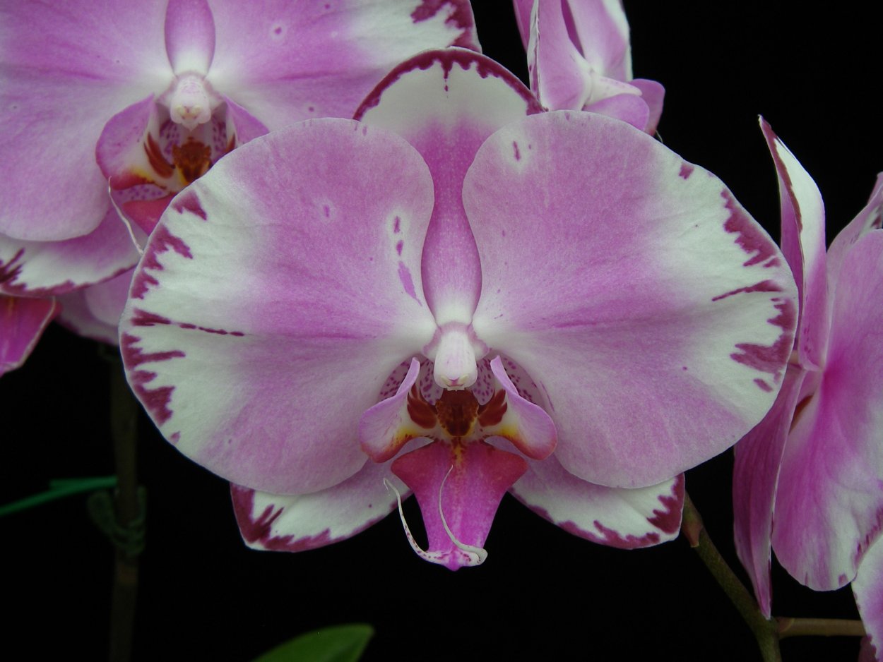 Фаленопсис Шу Лонг