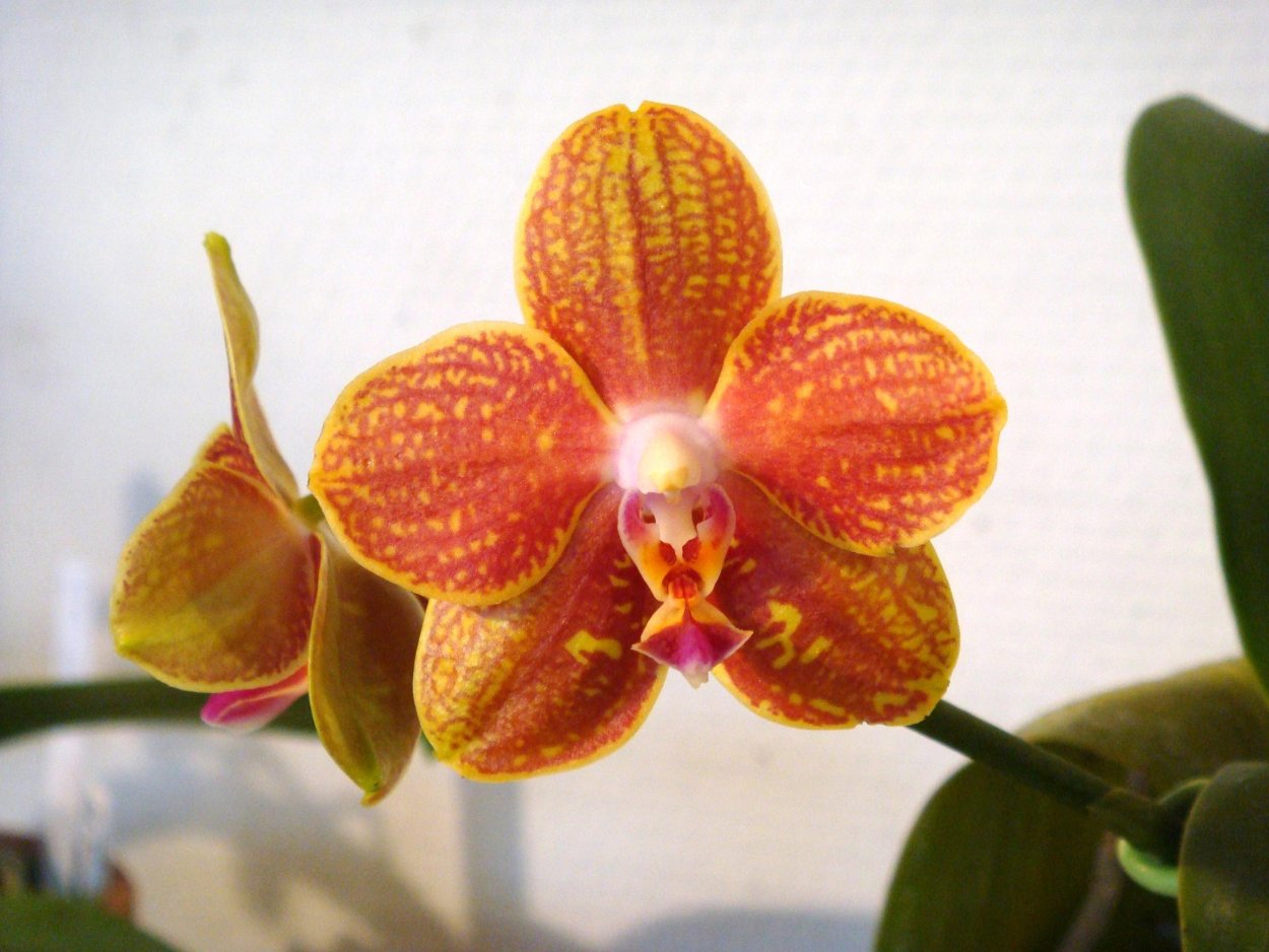 Фаленопсис Piacenza