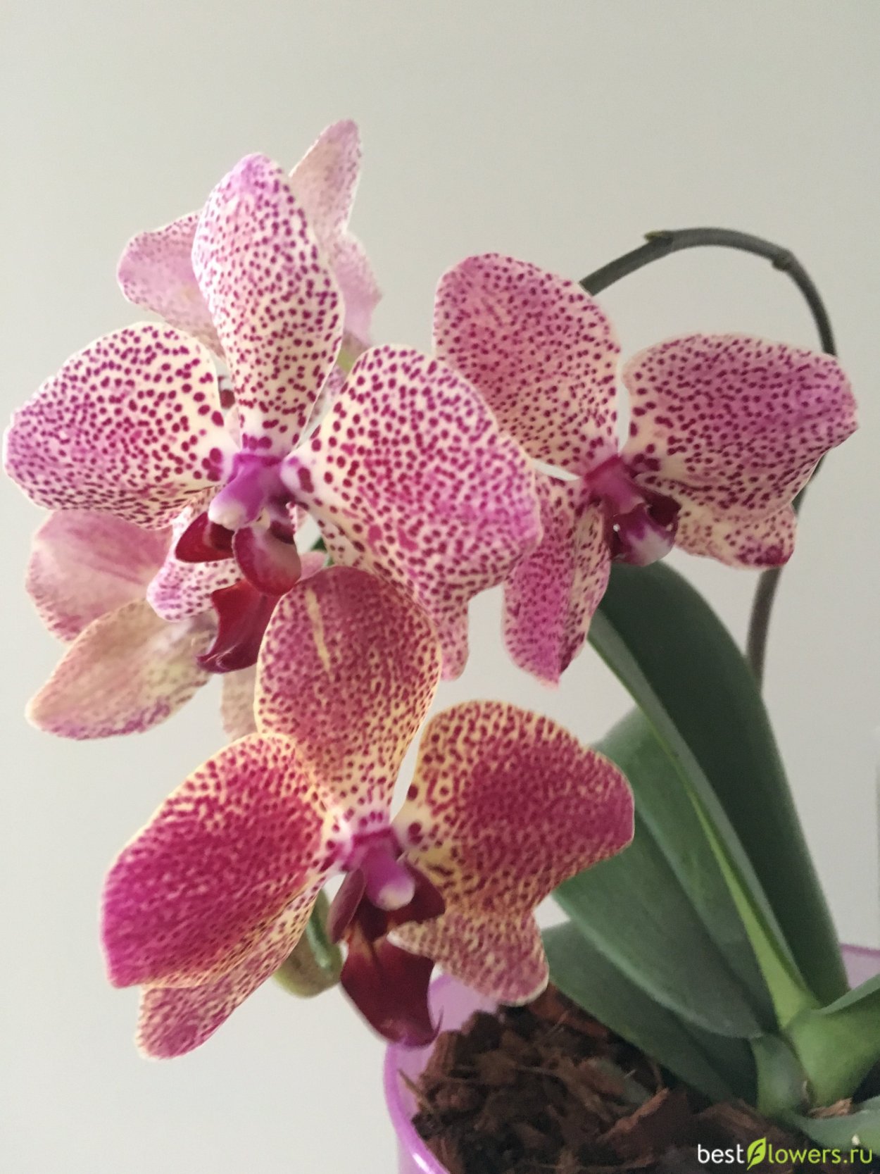 Орхидея фаленопсис Клеопатра