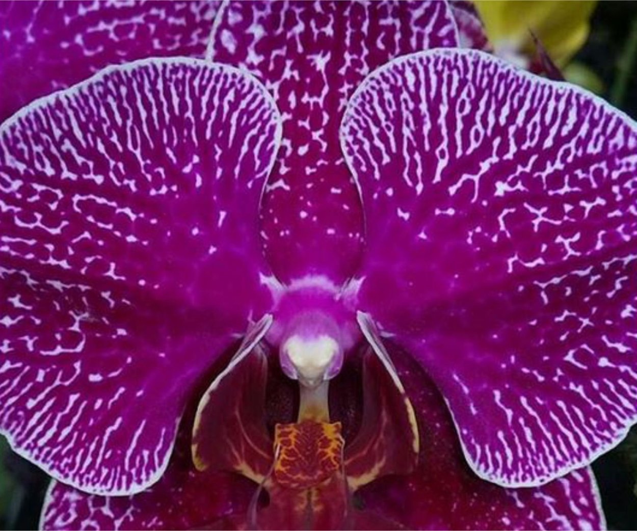 Фаленопсис Leopard Prince Sogo