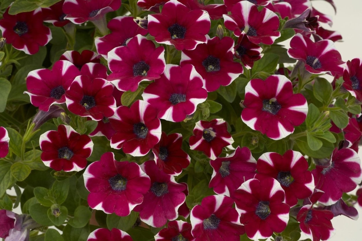 Петуния Cascadias bicolor Cabernet