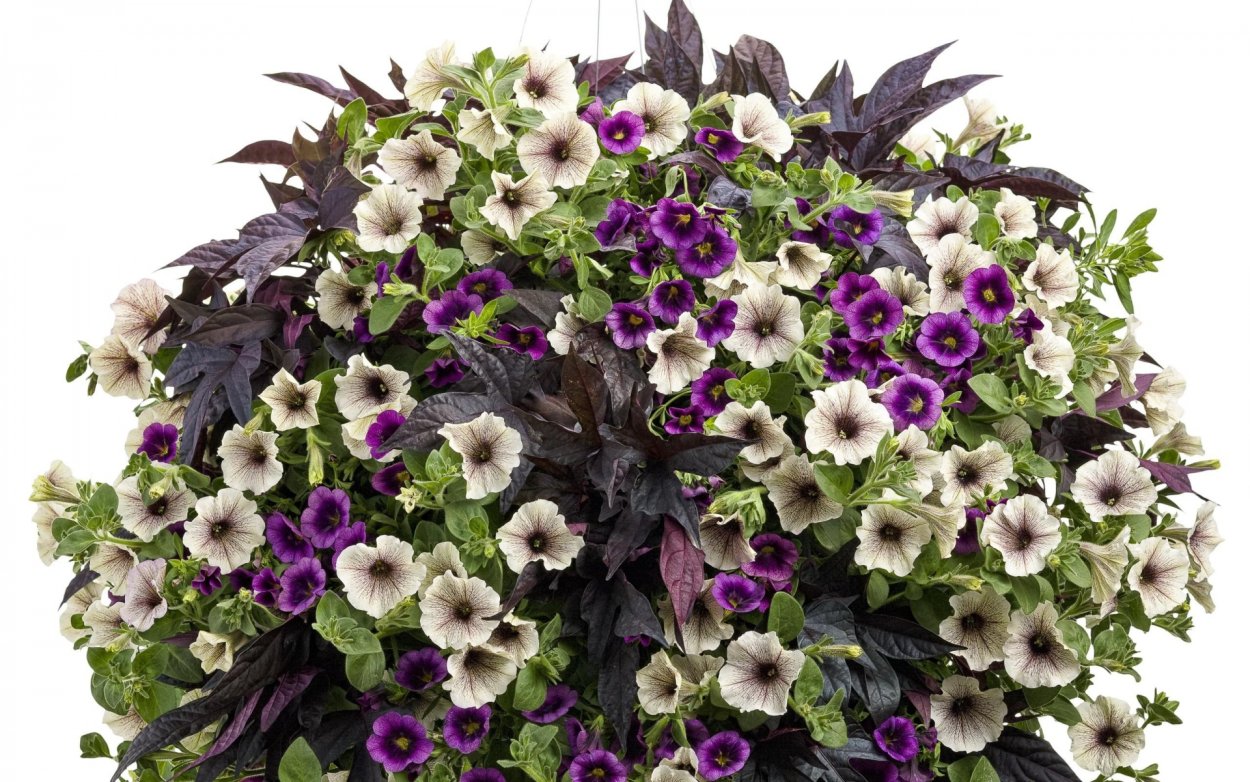 Петуния Парпл Хало