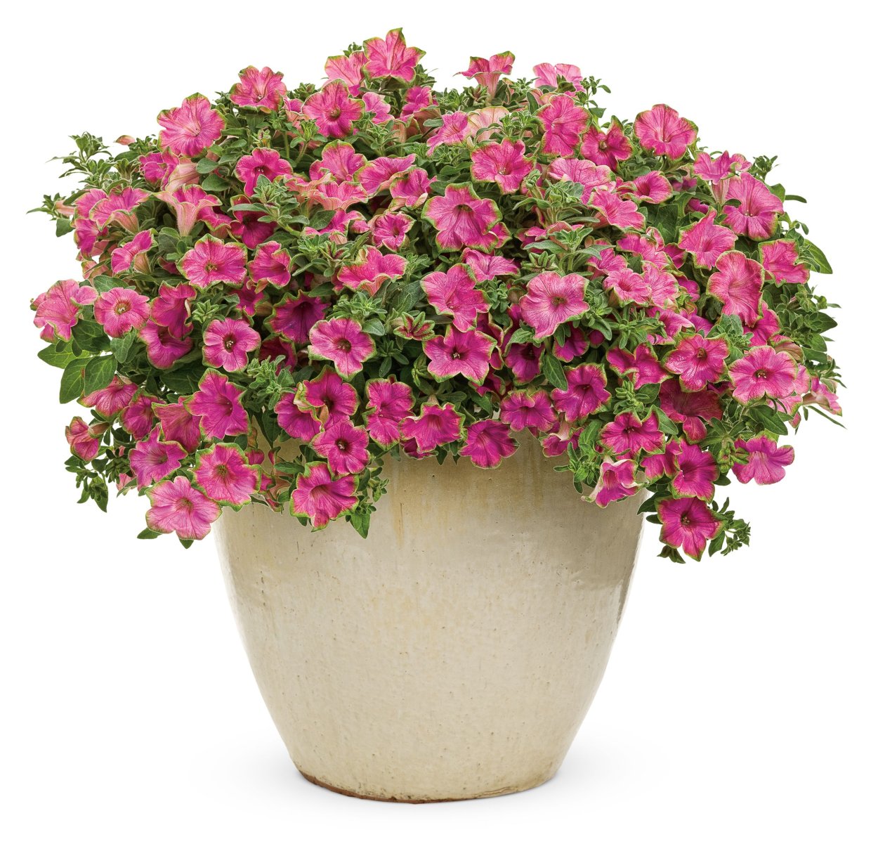 Петуния Супертуния Пикассо