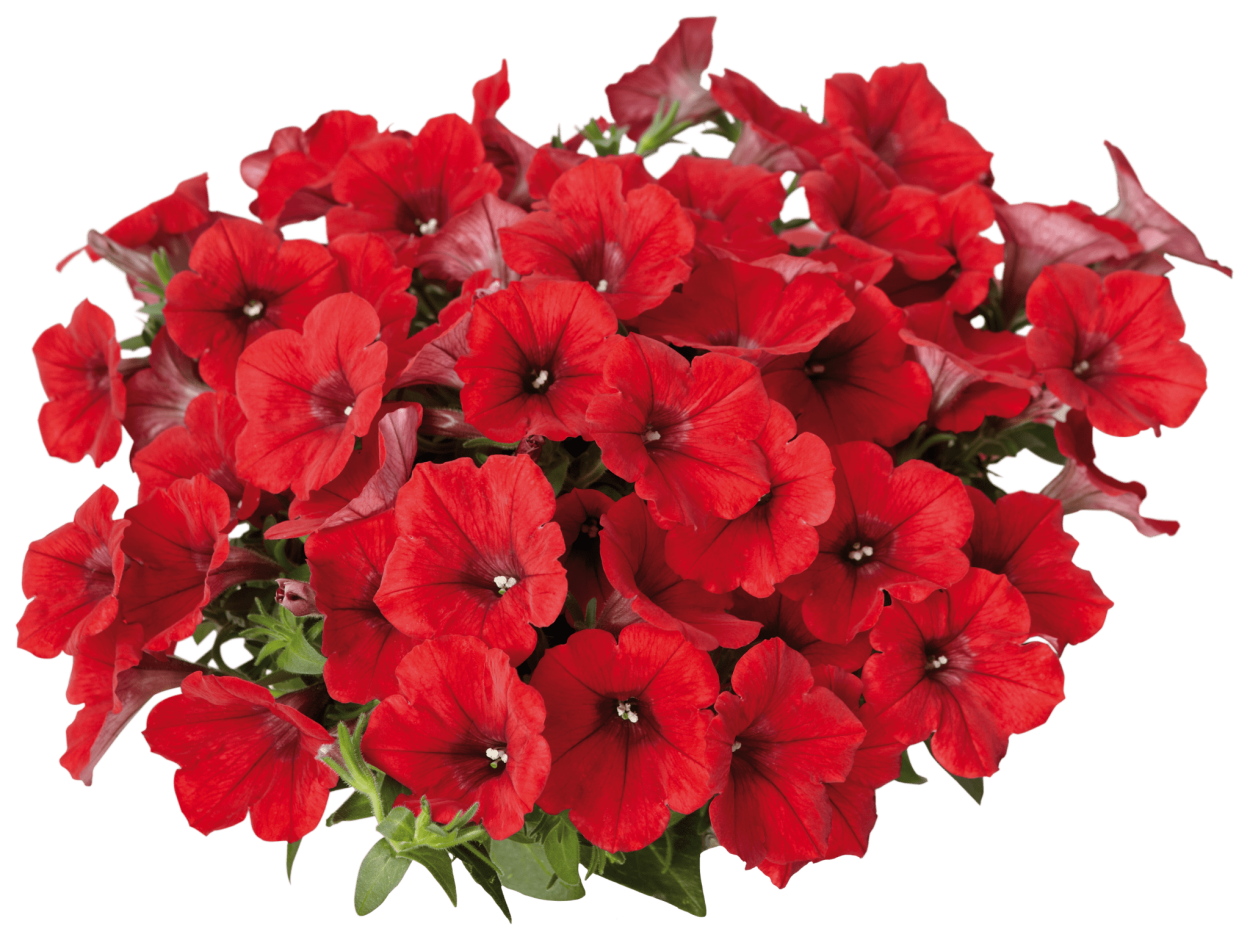Петуния ALPETUNIA Red