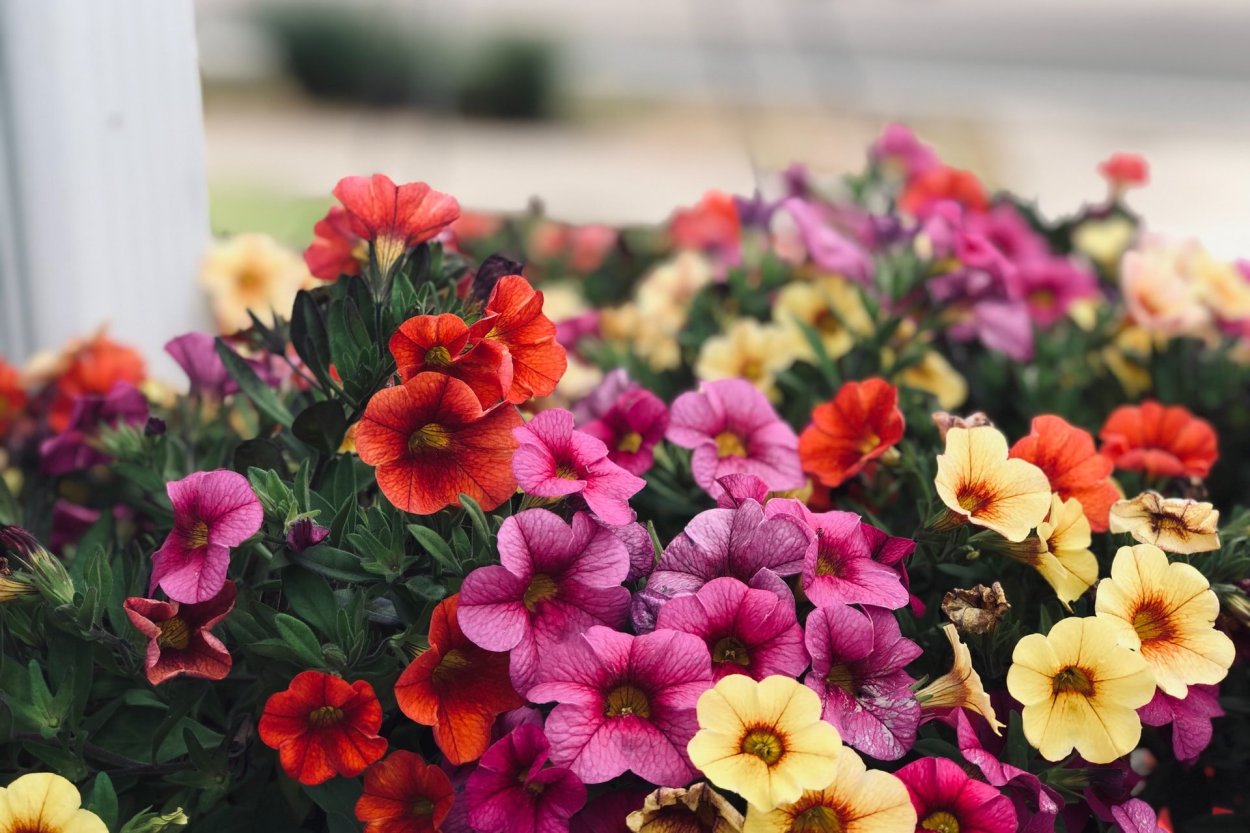 Петуния Донна Миллениум