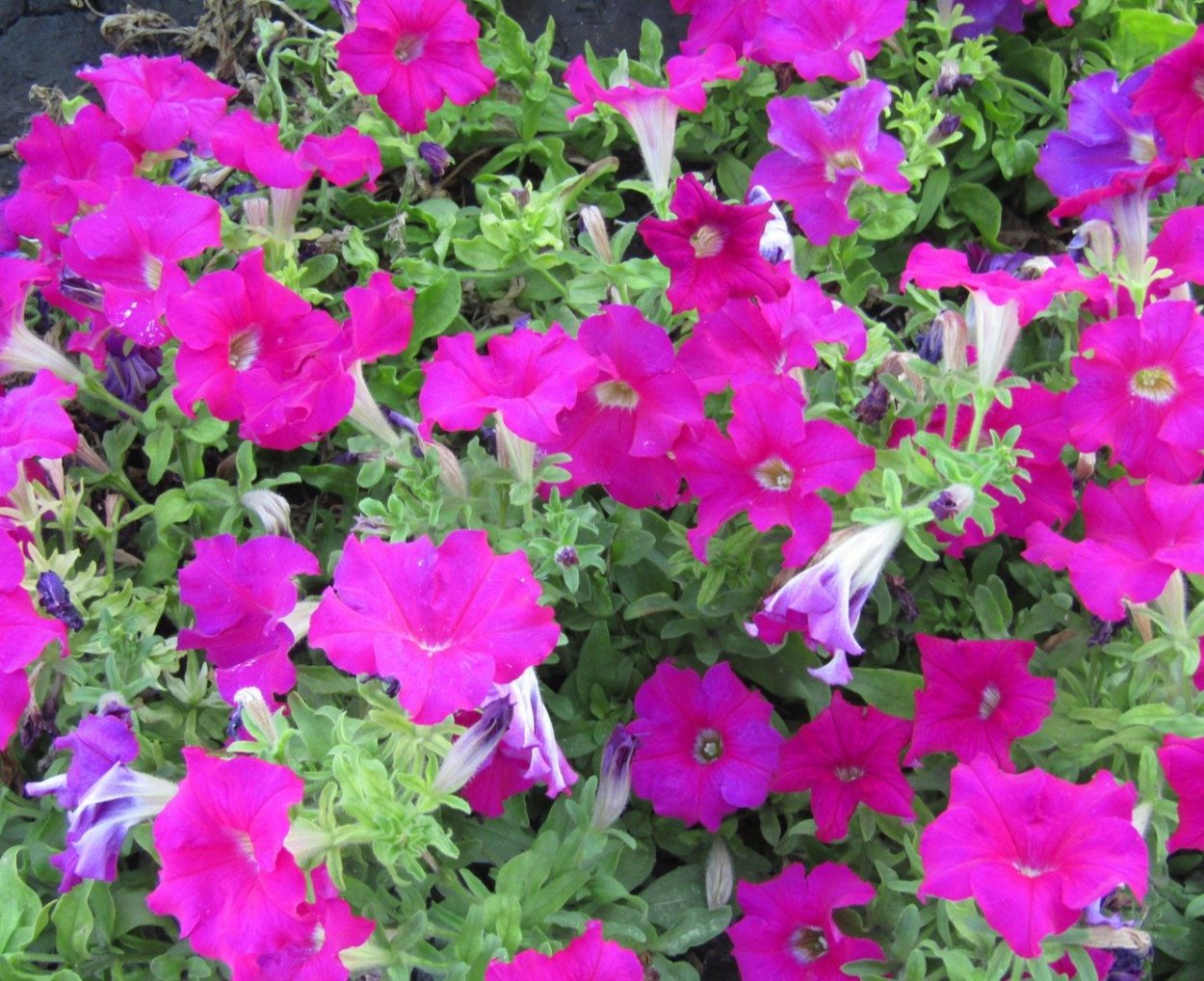 Петуния алый рассвет f1