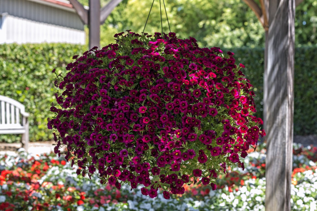 Петуния калибрахоа ампельная